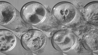 These Paper Models of Microbes and Cells Are Beautiful